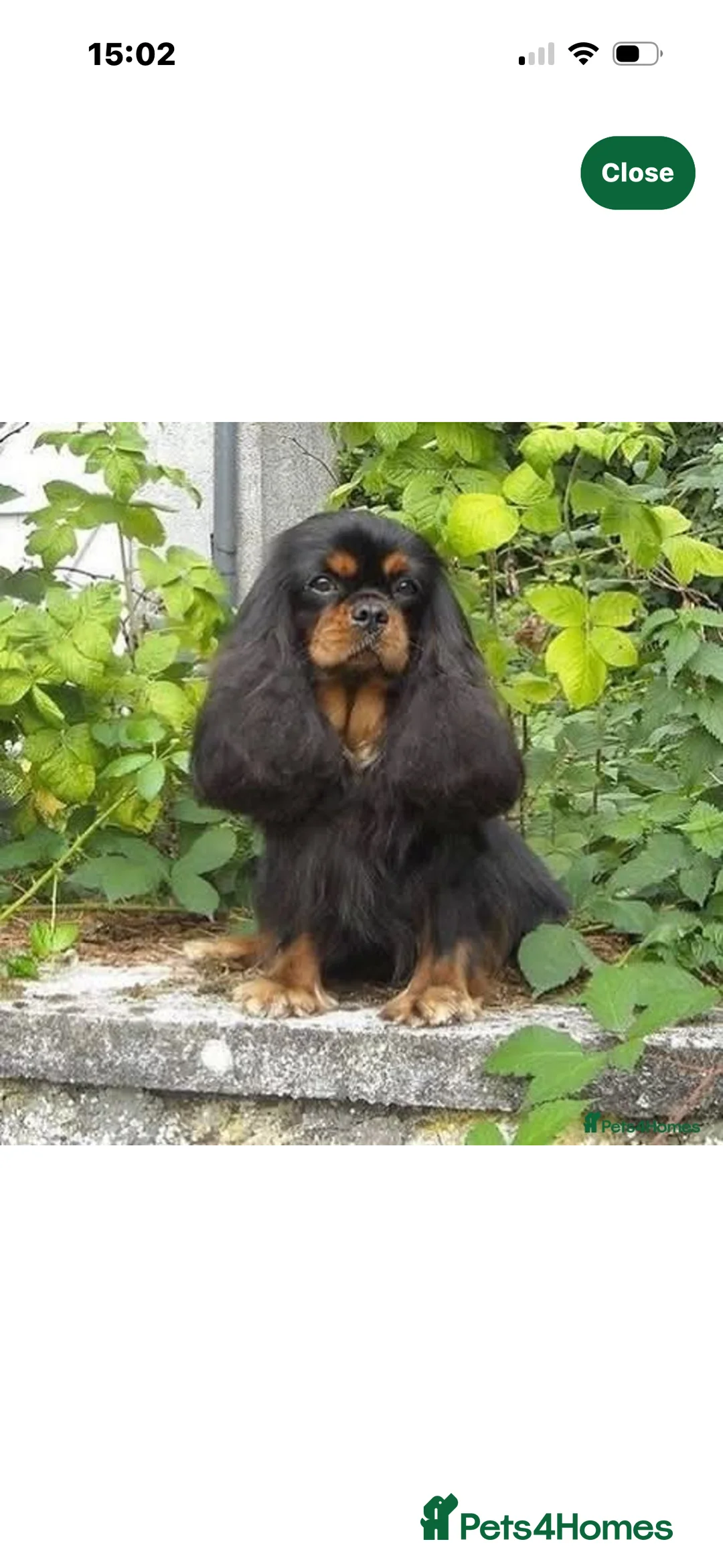 Cavalier King Charles Spaniel dogs for sale: Gorgeous KC Puppies Available  - Advert 9