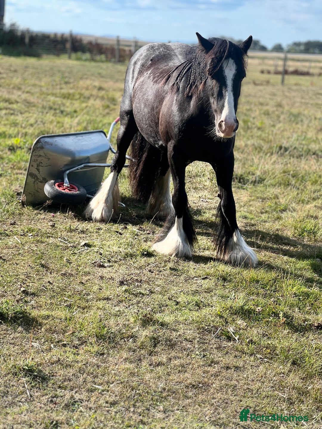 Irish Cob horses for sale: Beautiful traditional 9year old cob mare - Image 4