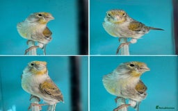 Canaries birds for sale: Hen canaries  - Image 2
