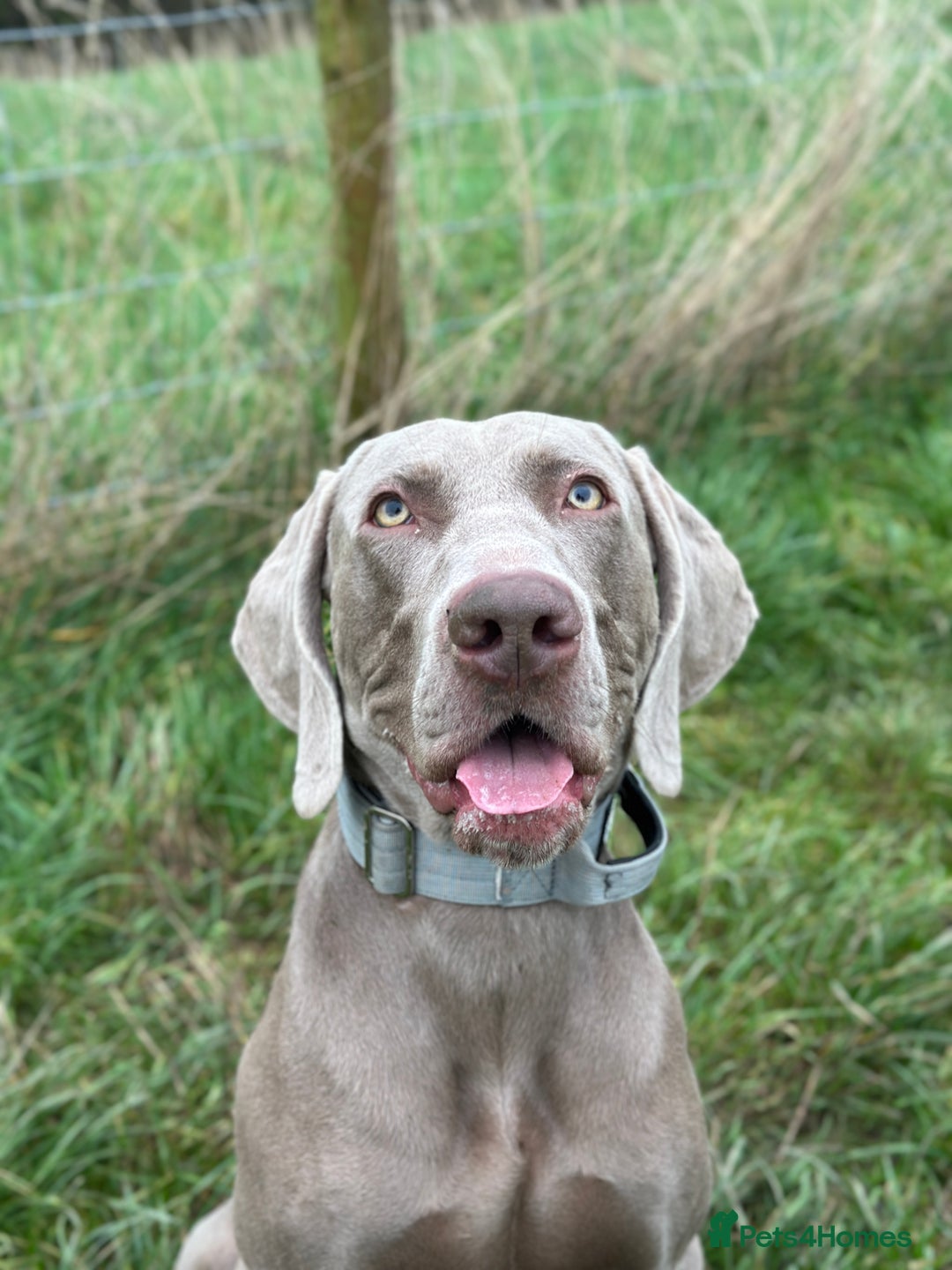 Weimaraner dogs for stud: KC Weimaraner for stud  - Advert 5
