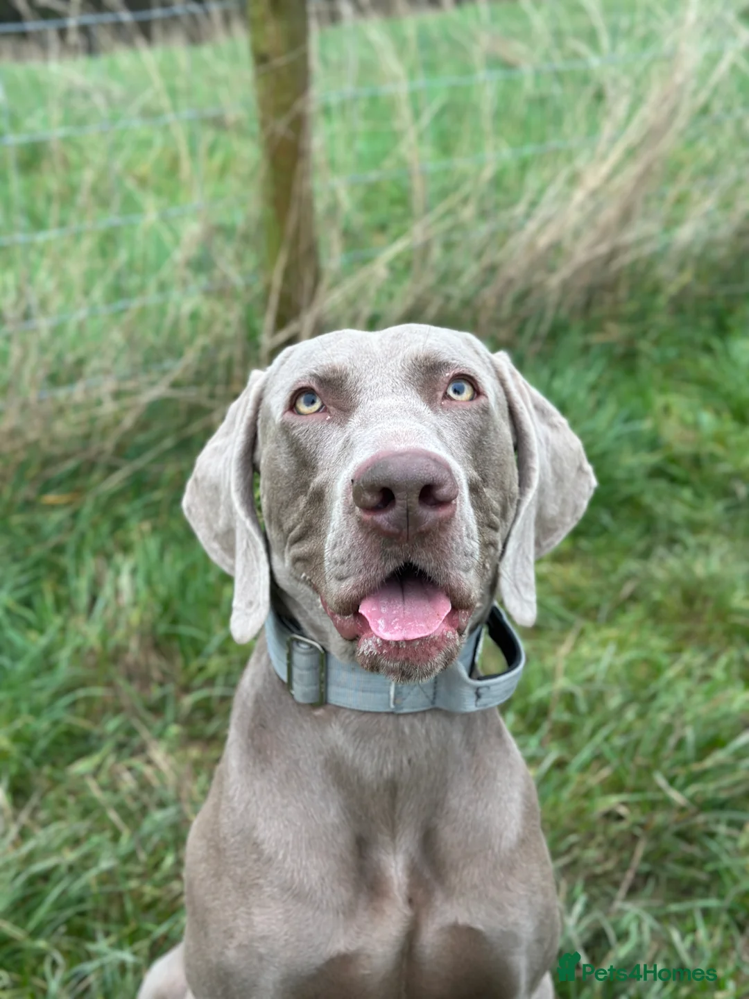 Weimaraner dogs for stud: KC Weimaraner for stud  - Advert 5