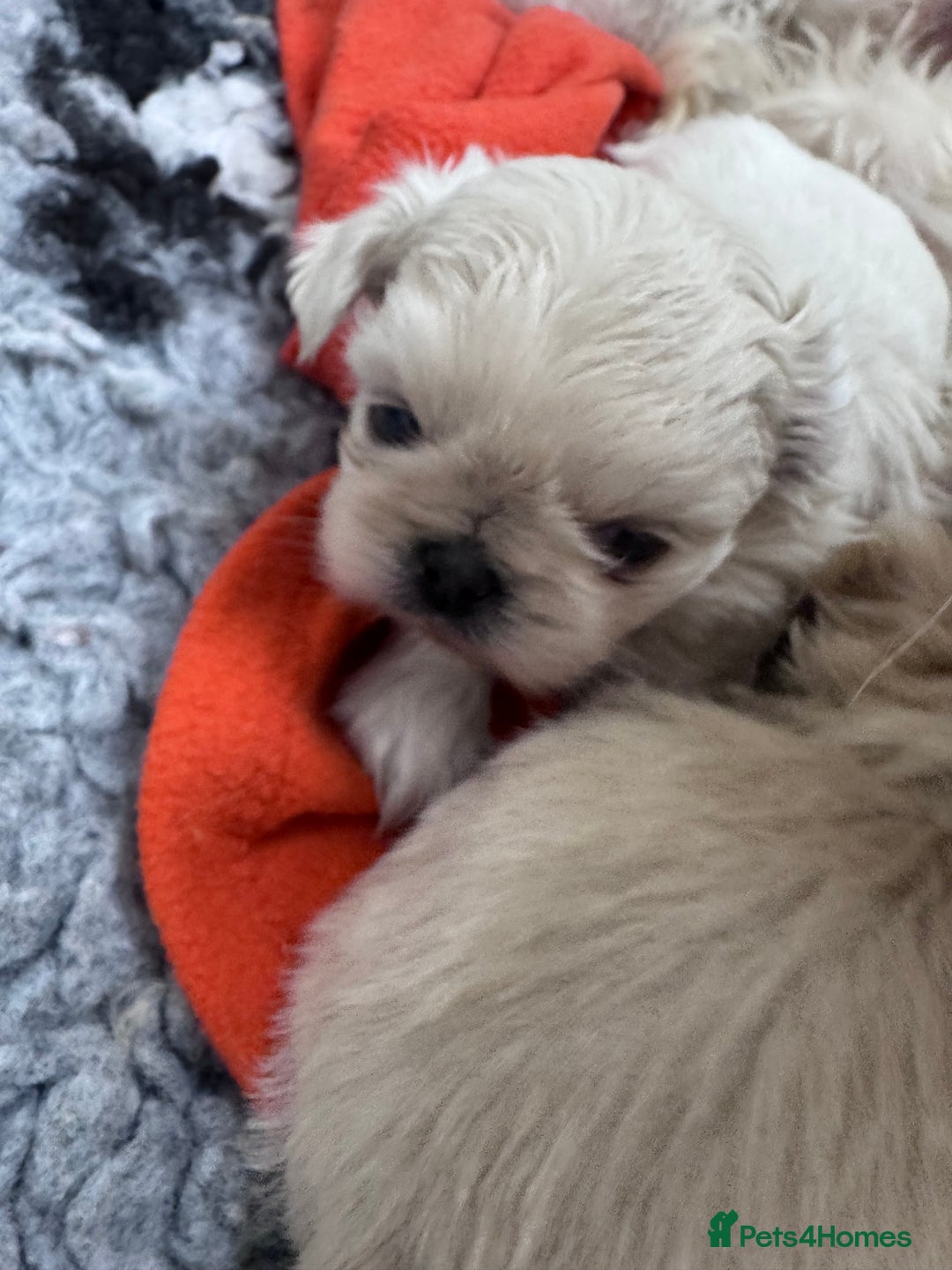 Shih Tzu dogs for sale: Creams shihtzus 5* puppies  - Image 7