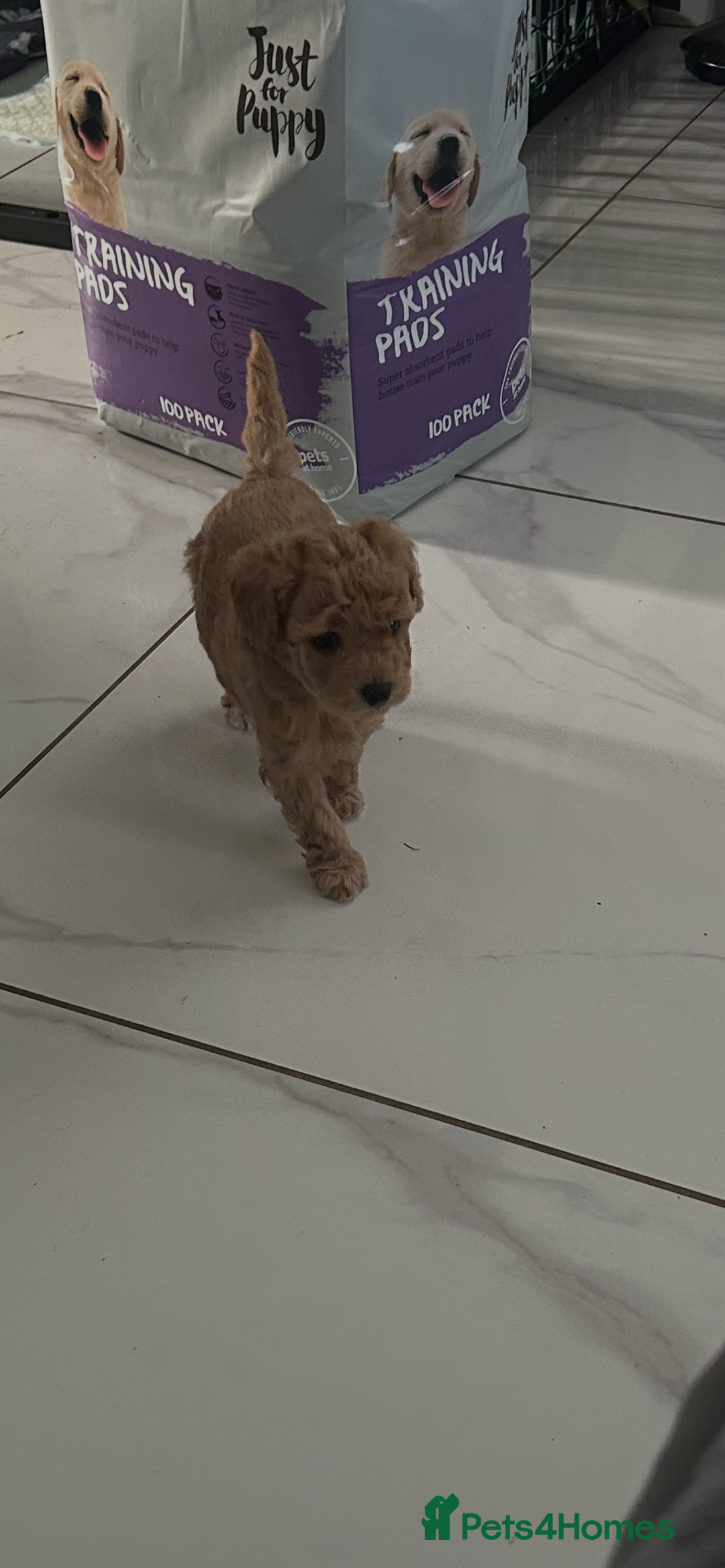Toy Poodle dogs for sale: Stunning KC Registered Toy Poodle Pups  in Belfast - Advert 3