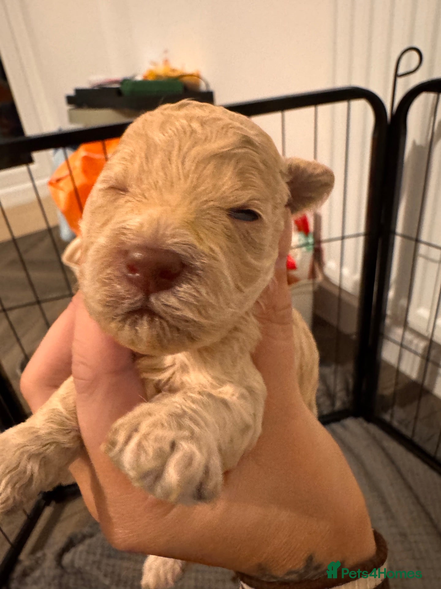Labradoodle dogs for sale: Labradoodle puppies - Advert 1