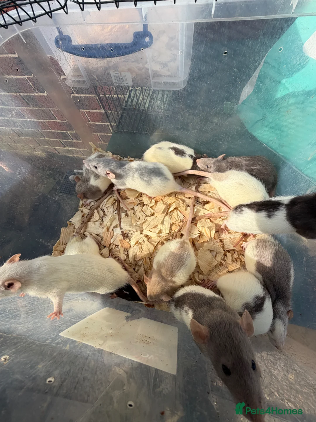 Rat rodents for sale: Dumbo rats  - Advert 6