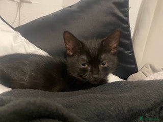 British Shorthair cats British short haired kittens ❤️ - Advert 9