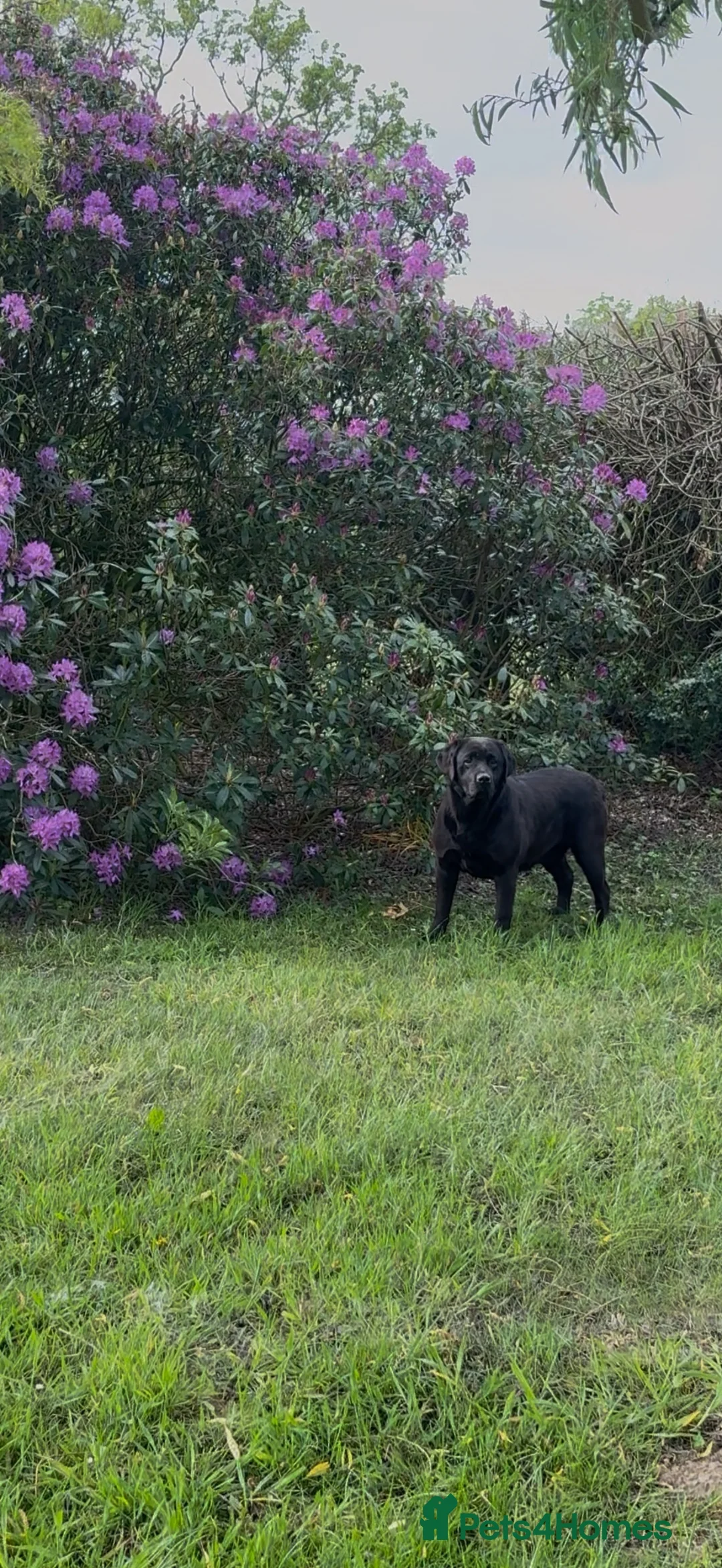 Labrador Retriever dogs for sale: 5 year old black Labrador  - Advert 2