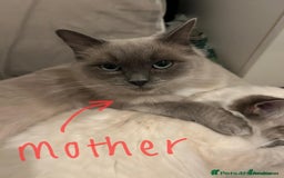 Ragdoll cats for sale: Beautiful Ragdoll Cross Male Kitten - Image 4