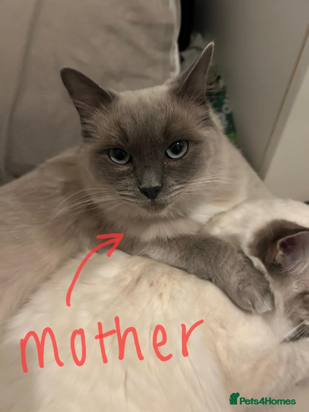 Ragdoll cats for sale: Beautiful Ragdoll Cross Male Kitten - Image 4