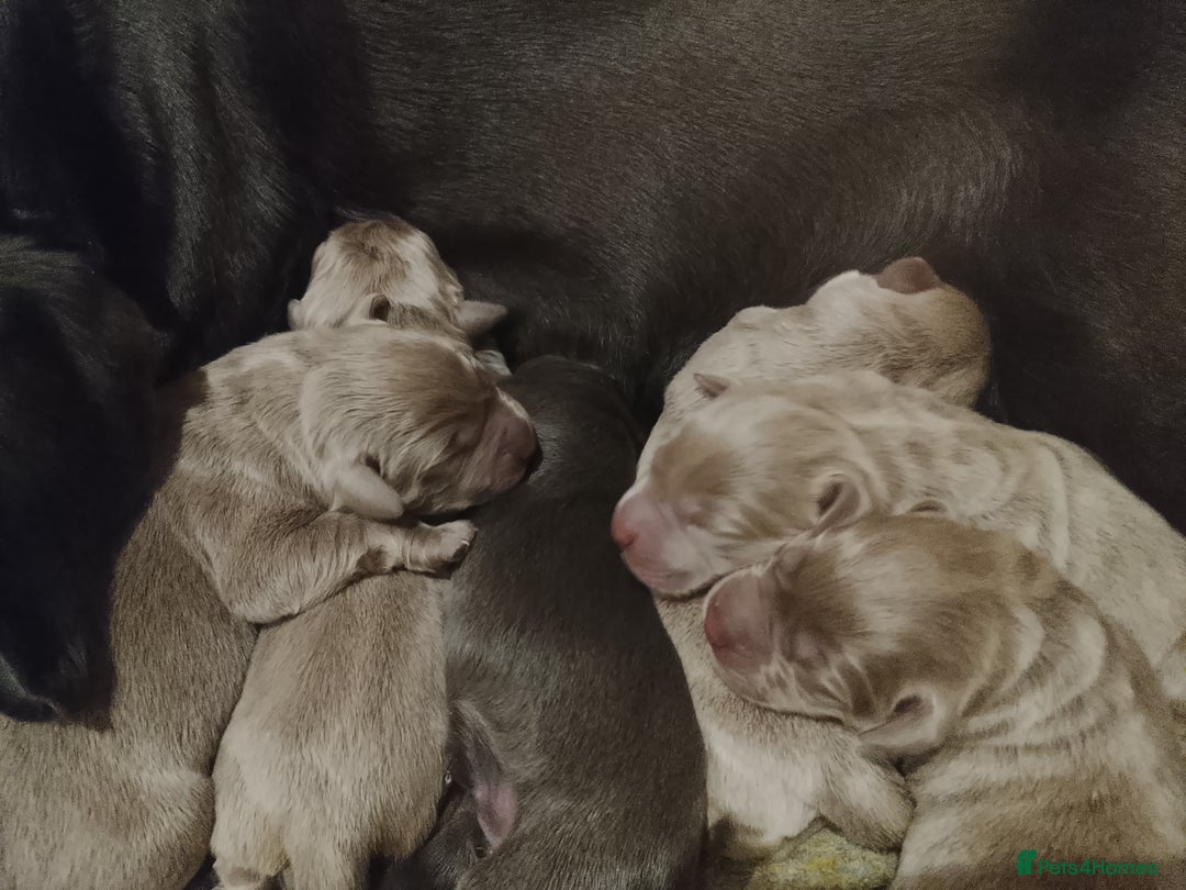 Labrador Retriever dogs for sale:  **  day Silver / Charcoal Labradors.  - Advert 14