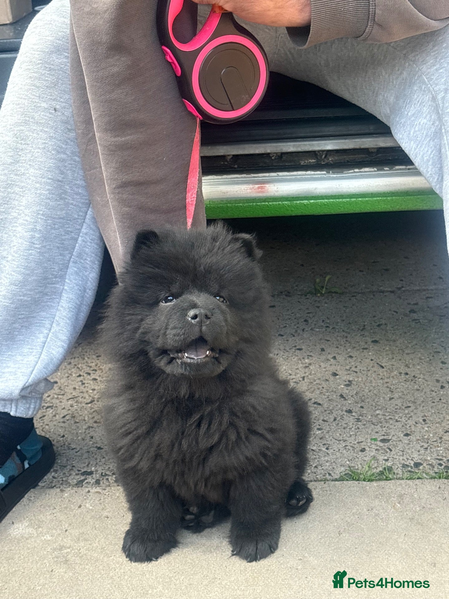 Chow Chow dogs Last 2 Girls CHEAP !!! - Advert 2