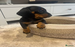Miniature Dachshund dogs for sale: Beautiful miniature dachshunds L/H+S/H - Image 2
