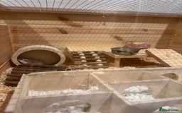 Hamster rodents for sale: 2 Boy Dwarf Hamsters  - Image 14