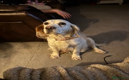 Cocker Spaniel dogs for sale: Cocker Spaniel Puppies (White/White & Gold) - Image 10