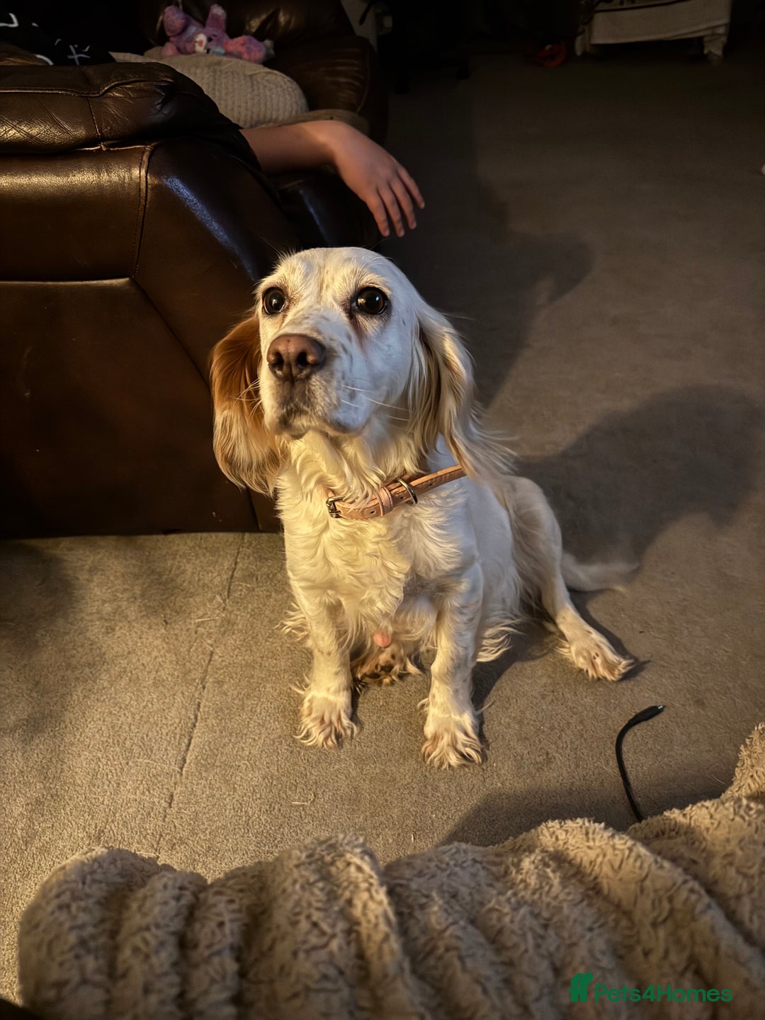 Cocker Spaniel dogs for sale: Cocker Spaniel Puppies (White/White & Gold) - Image 10