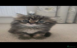 Siberian cats for sale: Siberian cross kitten - Image 14