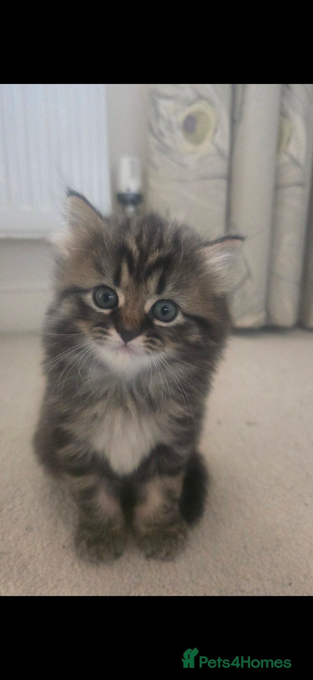 Siberian cats for sale: Siberian cross kitten - Image 14