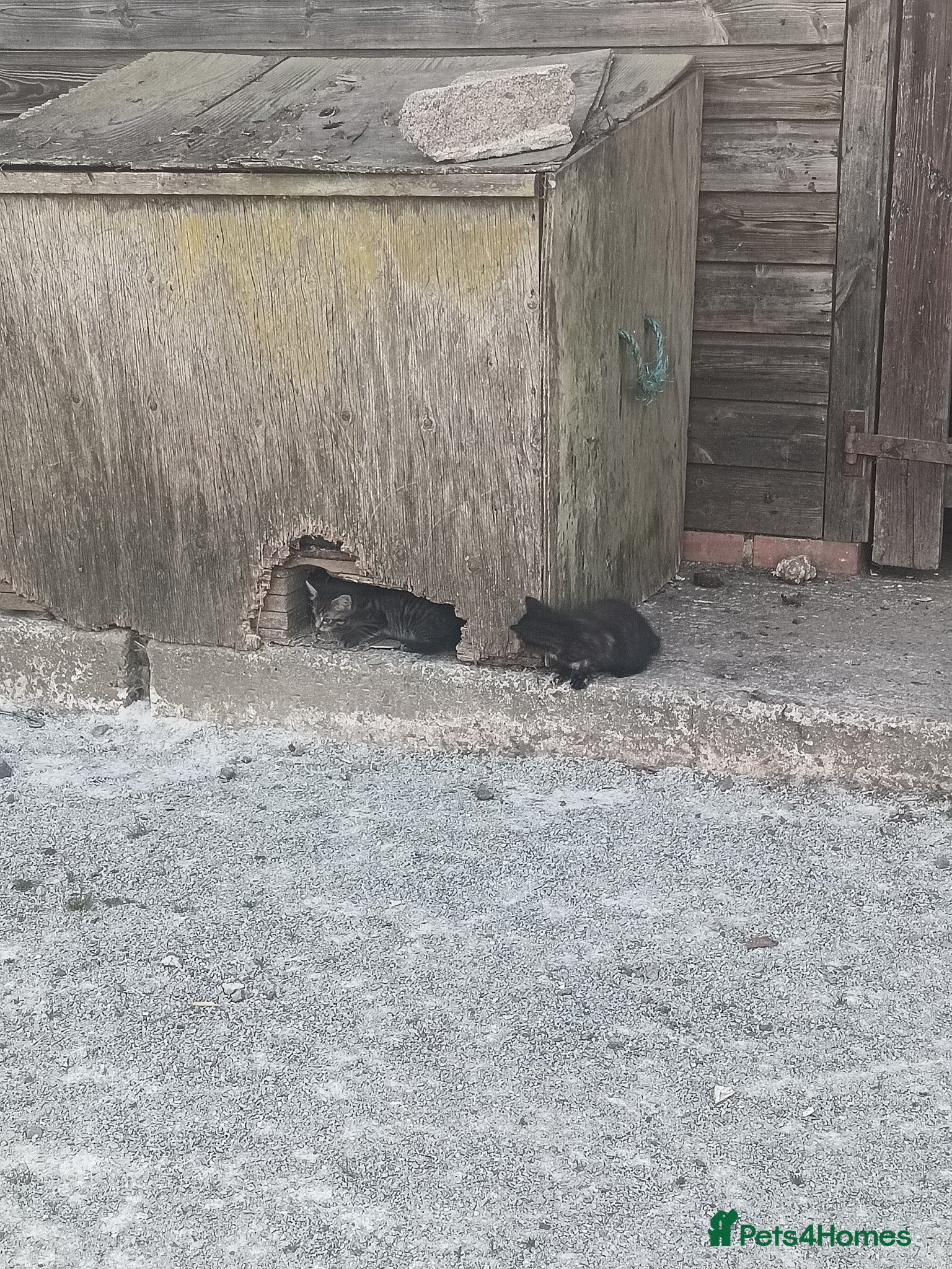 Domestic Shorthair cats for sale: Lovely kittens  - Advert 4