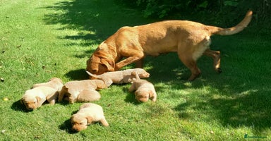Labrador Retriever dogs - Advert 16