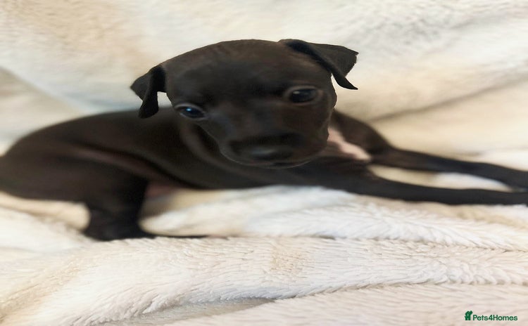 Italian Greyhound dogs - Advert 2