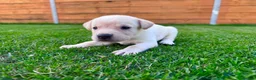 Labrador Retriever dogs for sale: KC Registered Labrador Babies 🐾🐾🐾 - Advert 28