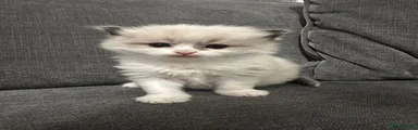 Kitten 1