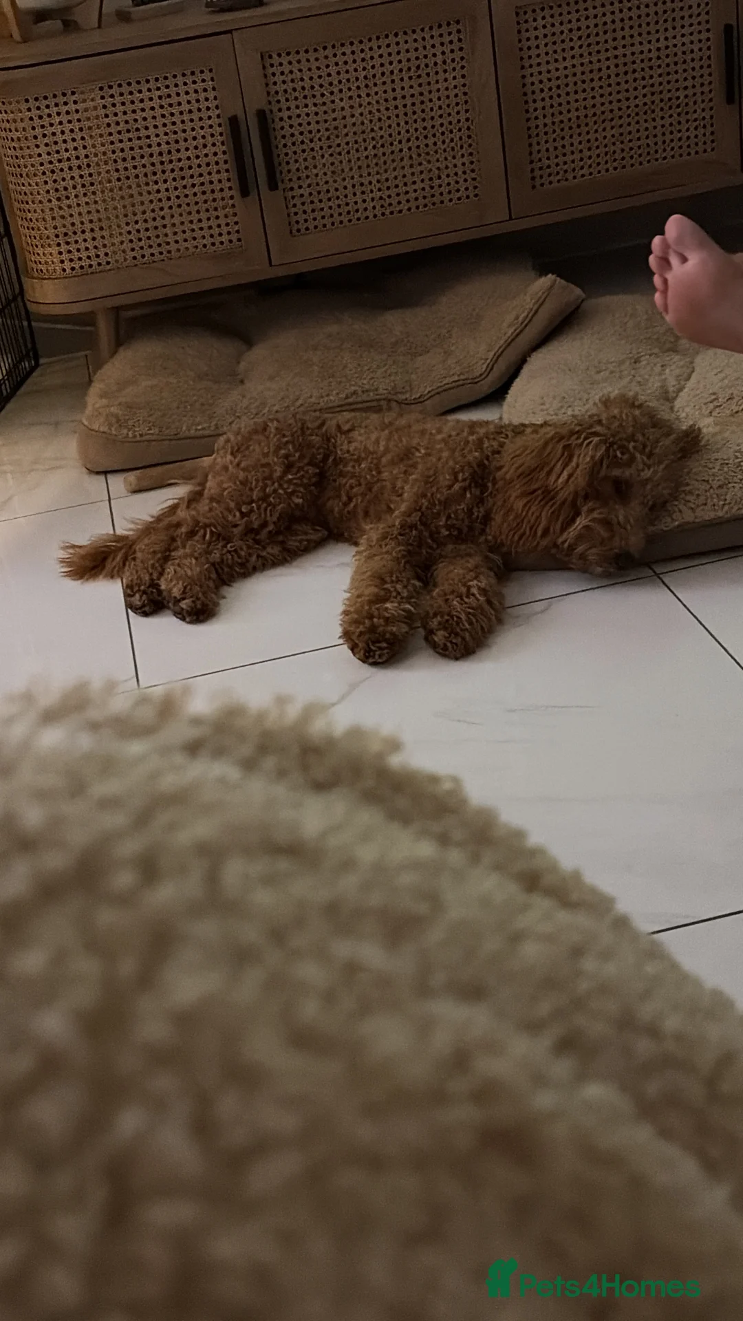 Cockapoo dogs for sale: Two Cockapoo (9 month)  - Advert 12