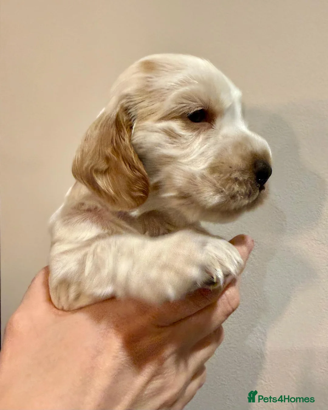 Cocker Spaniel dogs for sale: Gorgeous KC/Full Health Cocker Spaniel show type - Advert 22