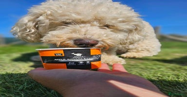 Mixed Breed dogs - Advert 6