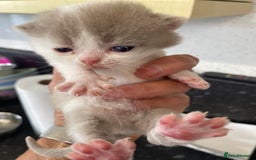 British Shorthair cats for sale: 5  Registered British Shorthair  in Manningtree - Image 19