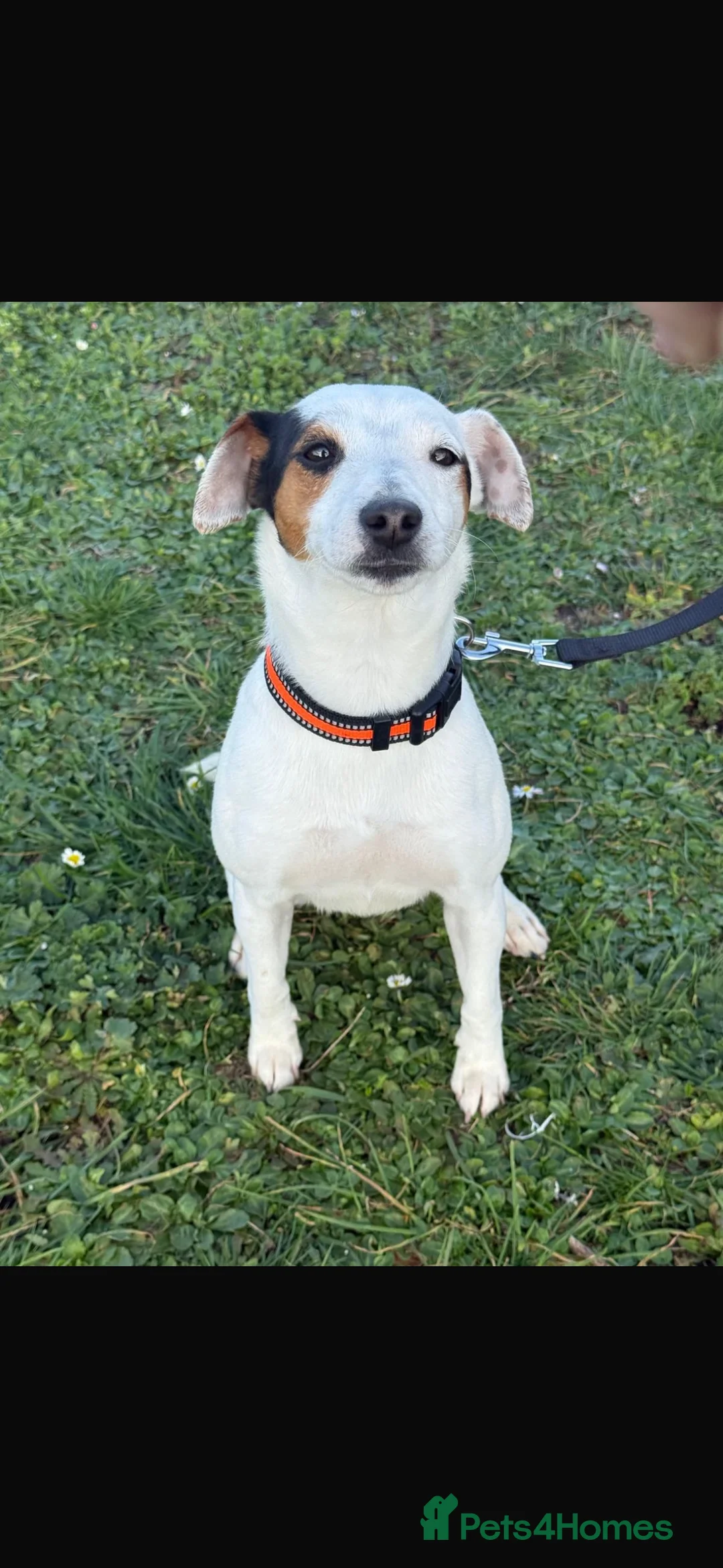 Jack Russell dogs for sale: 18 month old female jack Russell - Advert 3