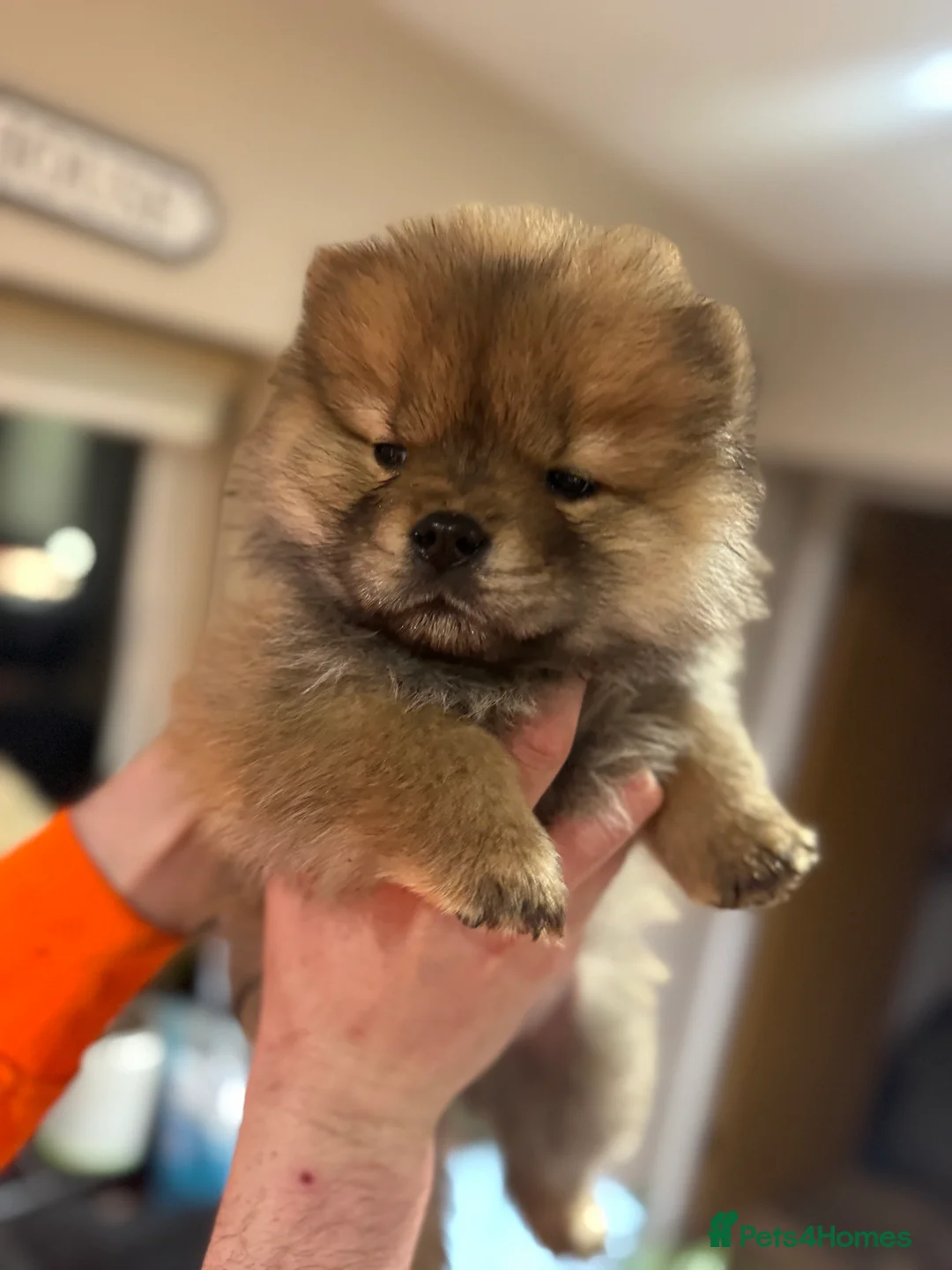 Chow Chow dogs for sale: BEAUTIFUL KC REG CHOW CHOWS FOR SALE 🥰🥰🥰🥰🥰🥰  - Advert 14