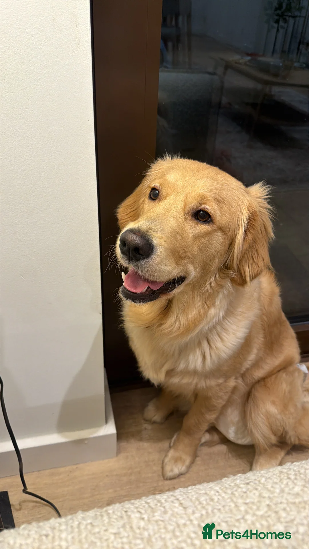 Golden Retriever dogs for sale: Miss  - Advert 3