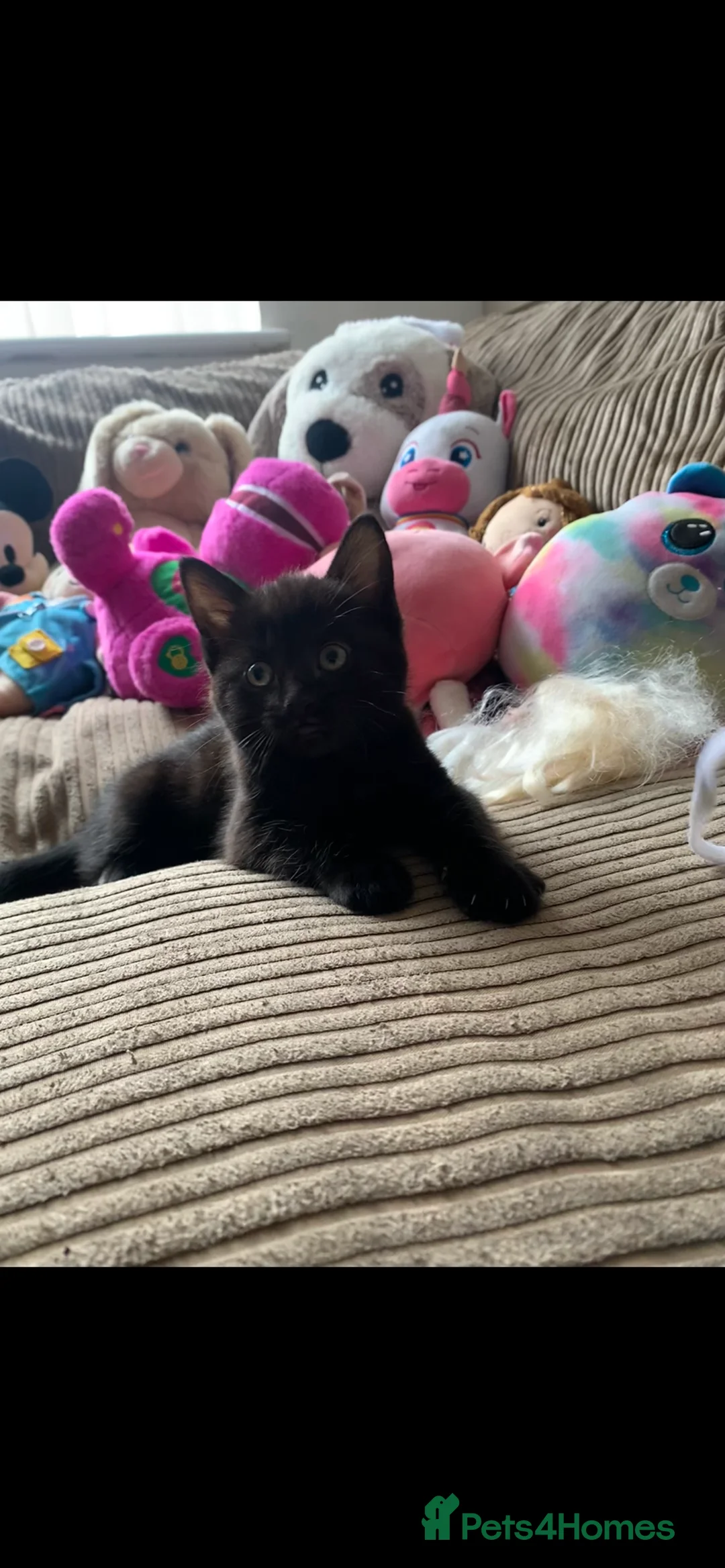 Mixed Breed cats for sale: Beautiful black/brown tabby’s  in Newcastle upon Tyne - Advert 13