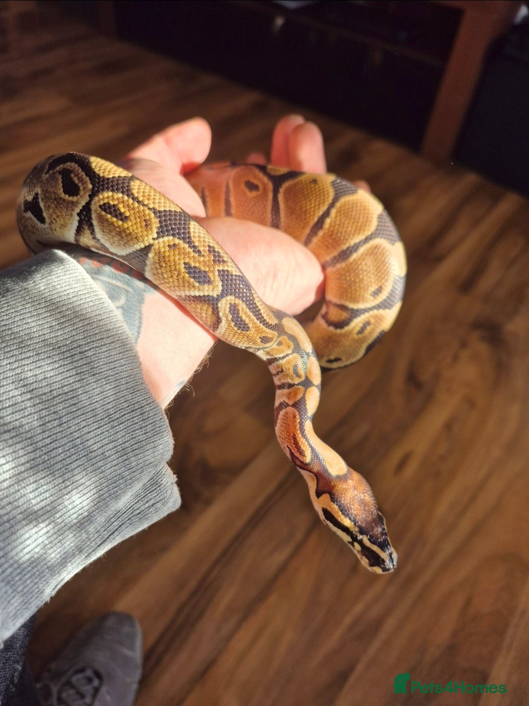 Python Snake reptiles Ball Python & Enclosure - Advert 1