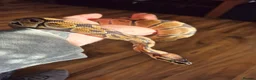 Python Snake reptiles for sale: Ball Python & Enclosure in Haverhill - Advert 1