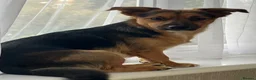 Jack Russell dogs for stud: Beautiful Jack Russell boy for STUD - Advert 1