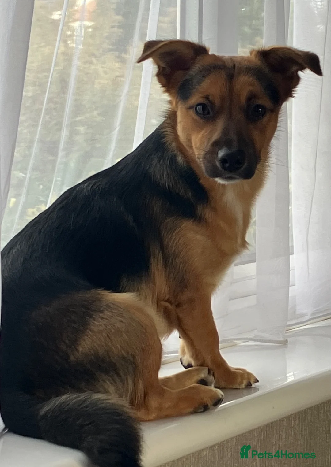 Jack Russell dogs for stud: Beautiful Jack Russell boy for STUD - Advert 1