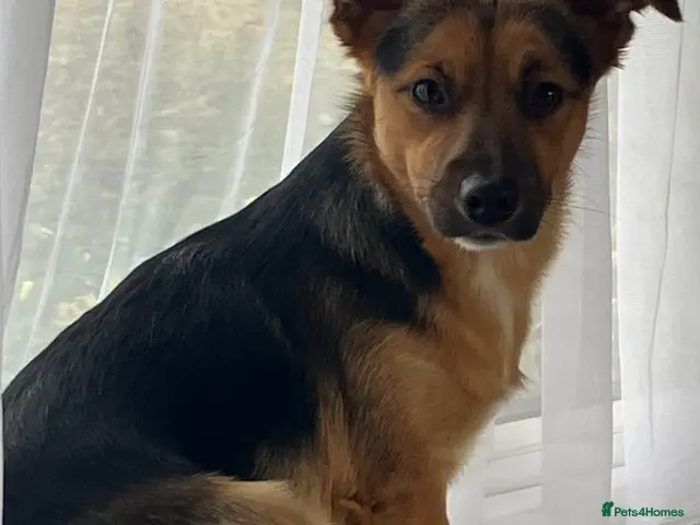 Jack Russell dogs for stud: Beautiful Jack Russell boy for STUD - Advert 1