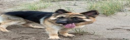 German Shepherd dogs for stud: German Shepherd Stud - Advert 2