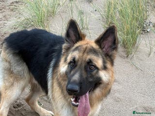 German Shepherd dogs German Shepherd Stud - Advert 8