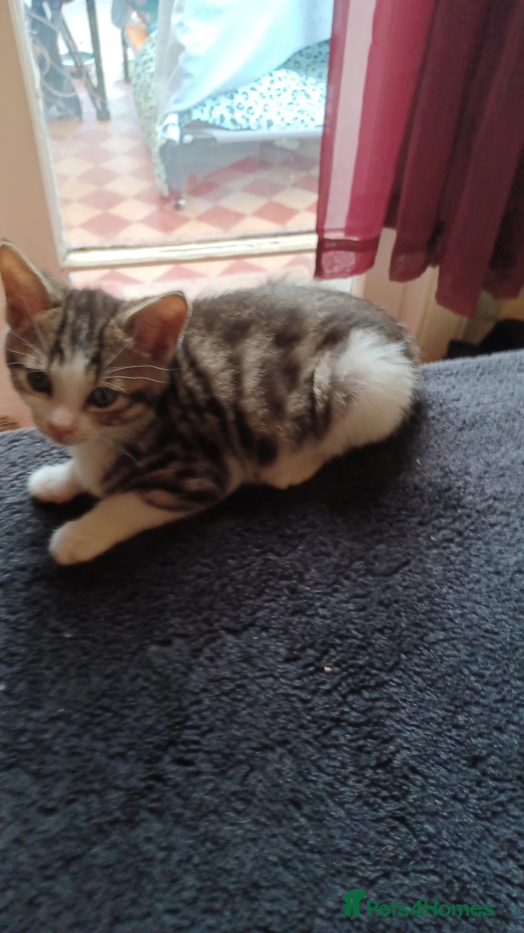 Mixed Breed cats for sale: 2boys & 2girls - Advert 2