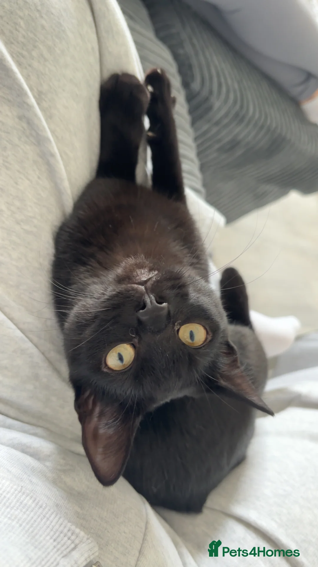 Mixed Breed cats for sale: Nova - Russian blue x british short hair  - Advert 6