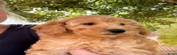 Miniature Poodle dogs for sale: Beautiful Miniature Poodle Puppies - Advert 3