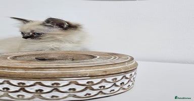 Ragdoll cats - Advert 11