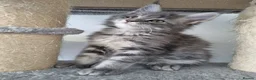 Maine Coon cats for sale: King size Purebred Maine Coon kittens  - Advert 25