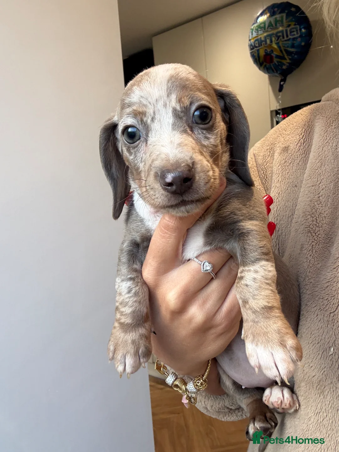 Dachshund dogs for sale: 1 female 4 male beautiful dachshund puppies  - Advert 1