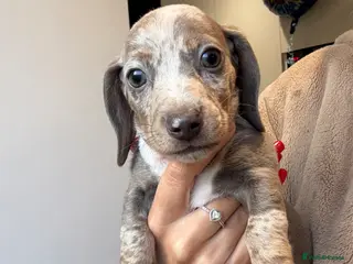 Dachshund dogs for sale: 1 female 4 male beautiful dachshund puppies - Advert 1