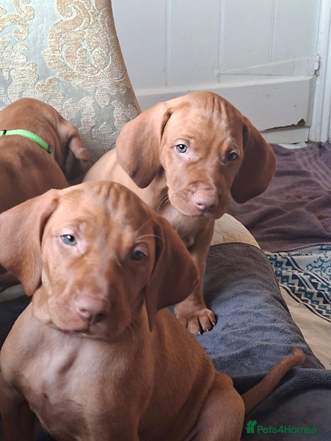 Hungarian Vizsla dogs for sale: Hungarian vizsla  - Image 29