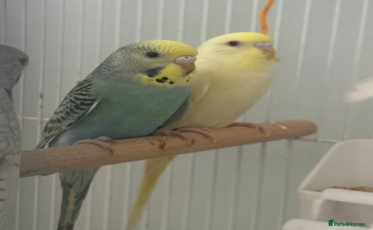 Budgerigars birds - Advert 3